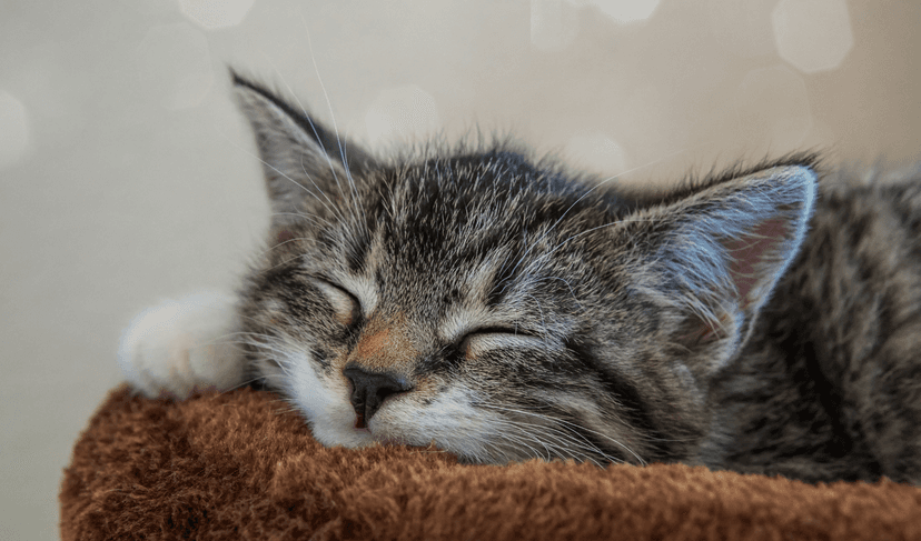 Understanding Fel d 1: The Cat Allergen