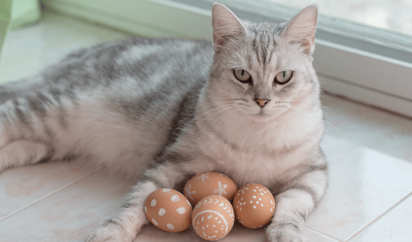 Egg Powder for Cat Allergies