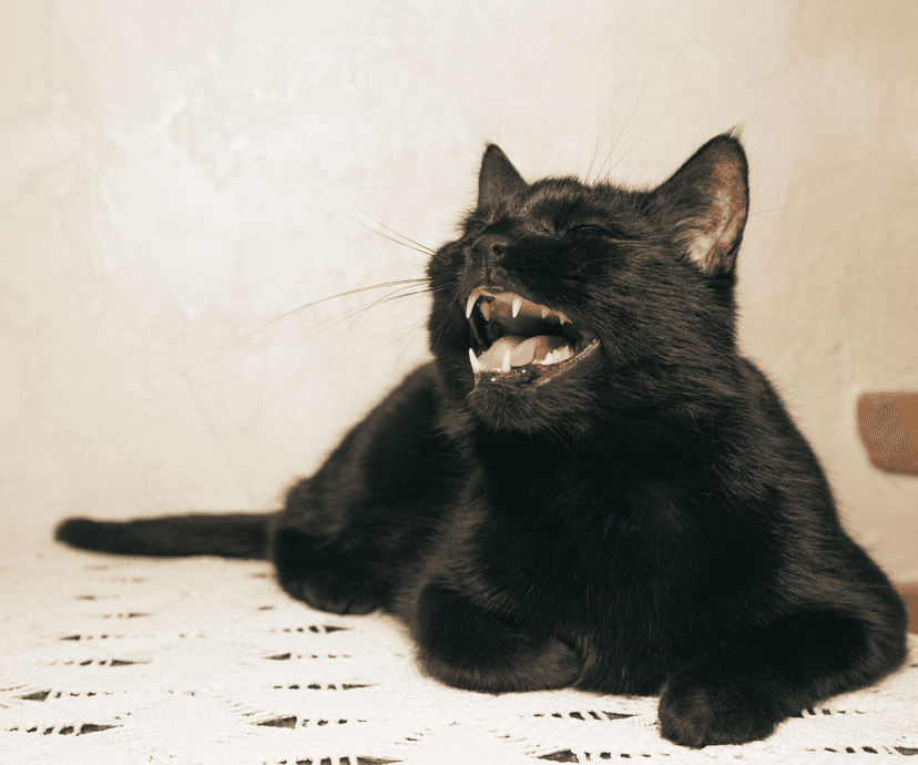 Understanding Fel d 1: The Cat Allergen