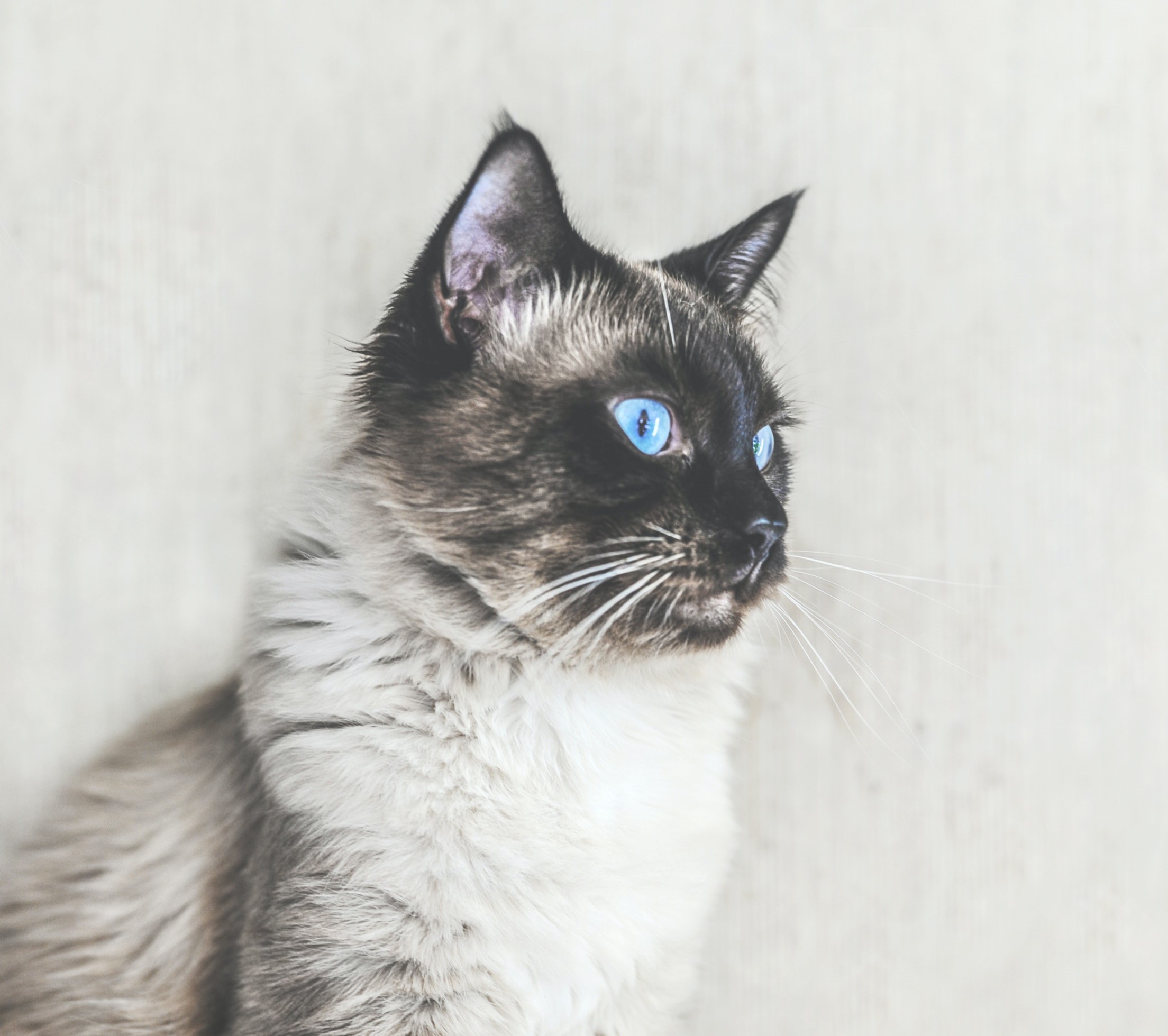 Balinese Cat