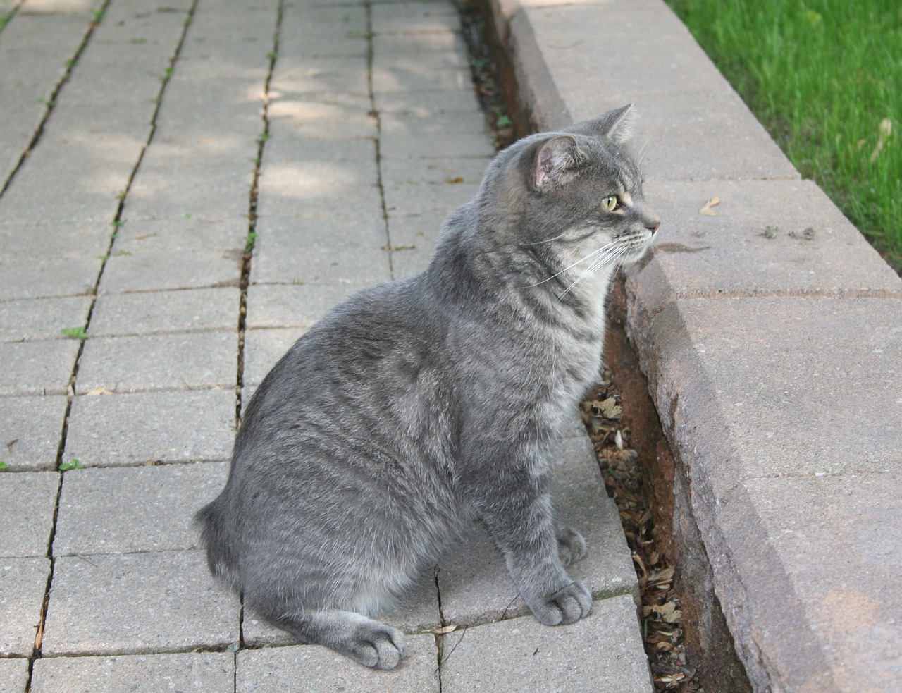 Cymric cat