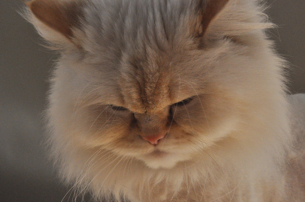 Himalayan cat