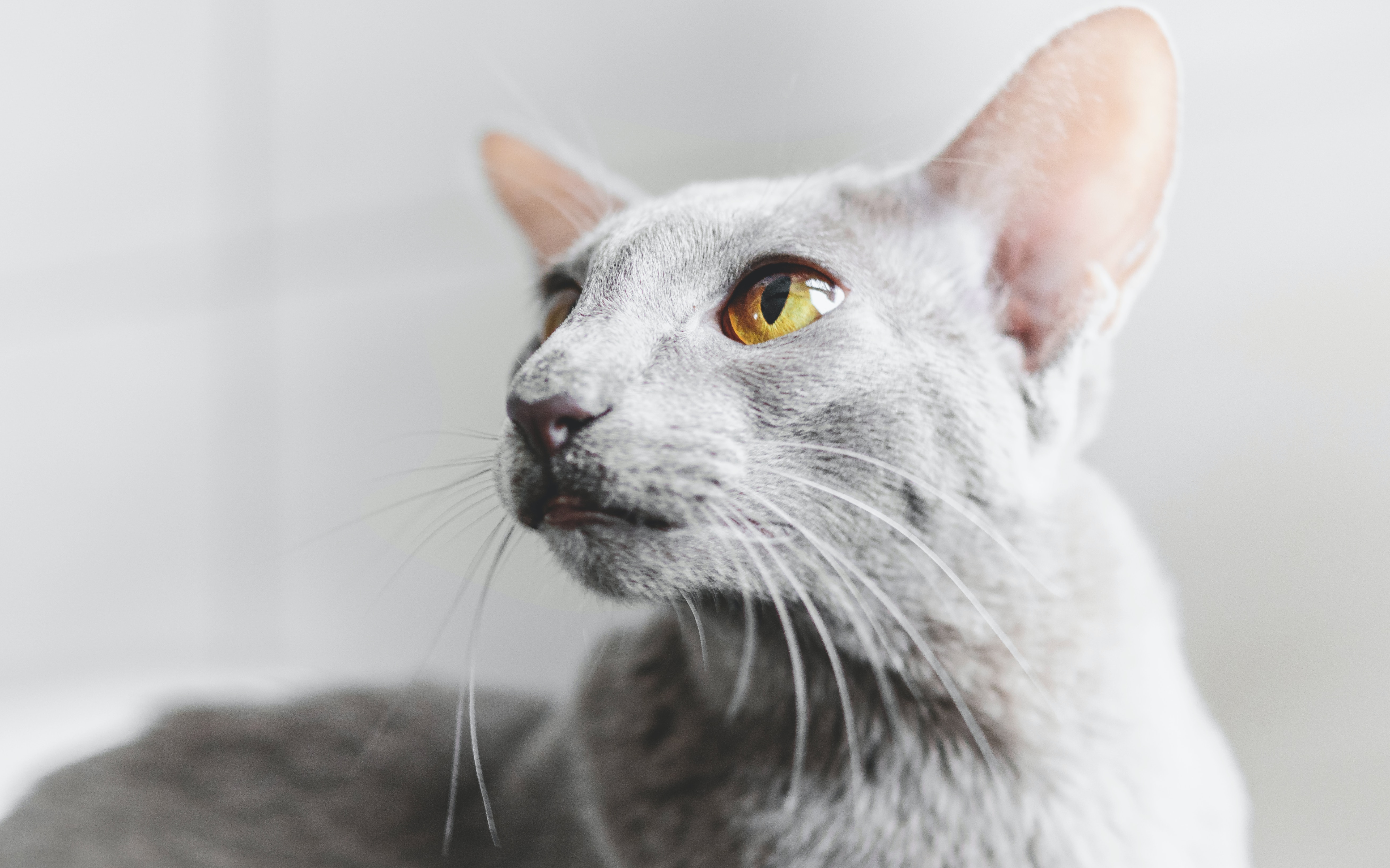 Oriental shorthair cat
