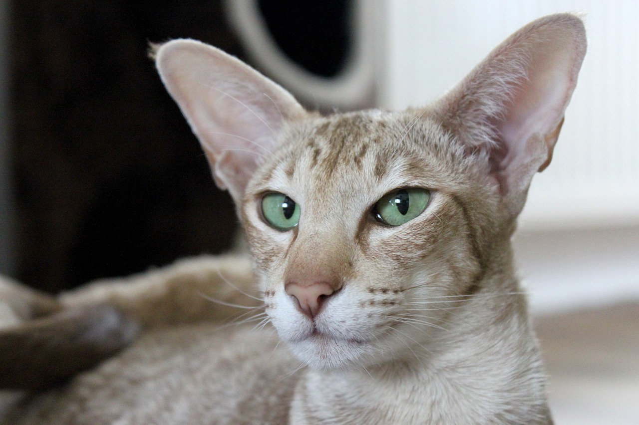 Oriental longhair cat