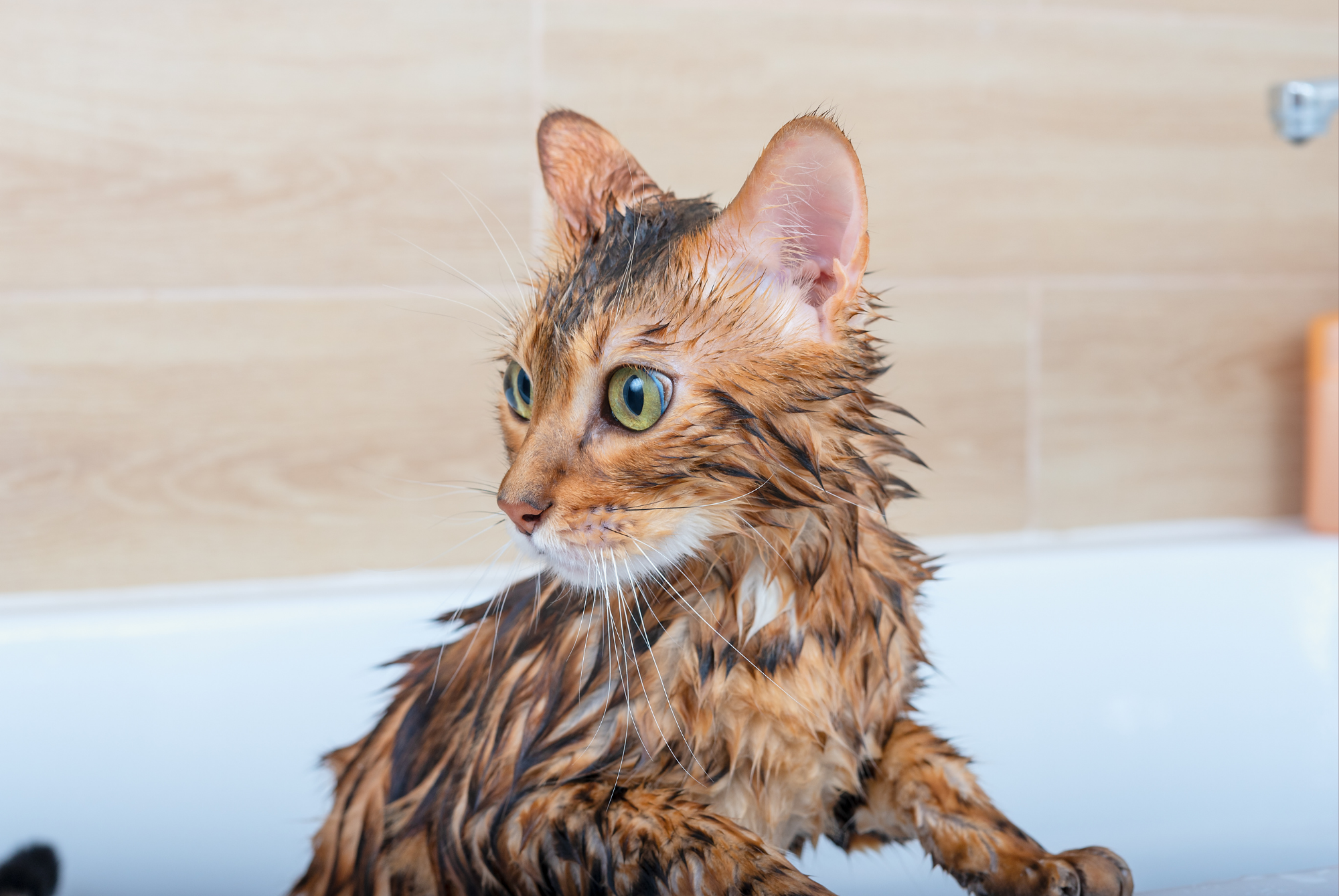 Wet tabby cat standing in a bathtub during a bath