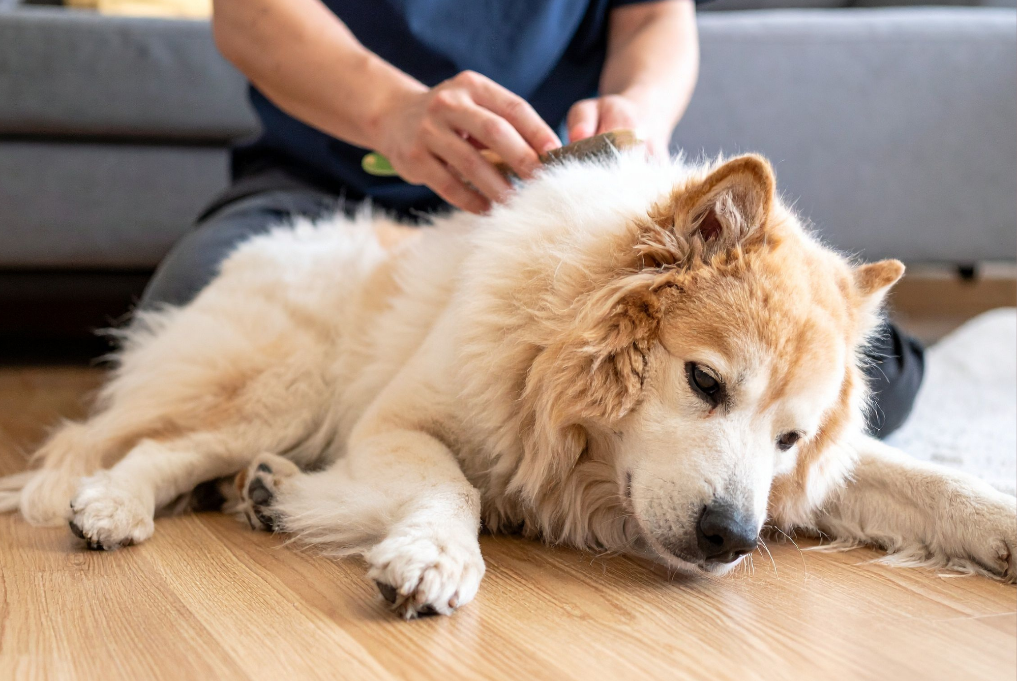 Person brushing a fluffy dog lying on the floor to remove loose hair and dander