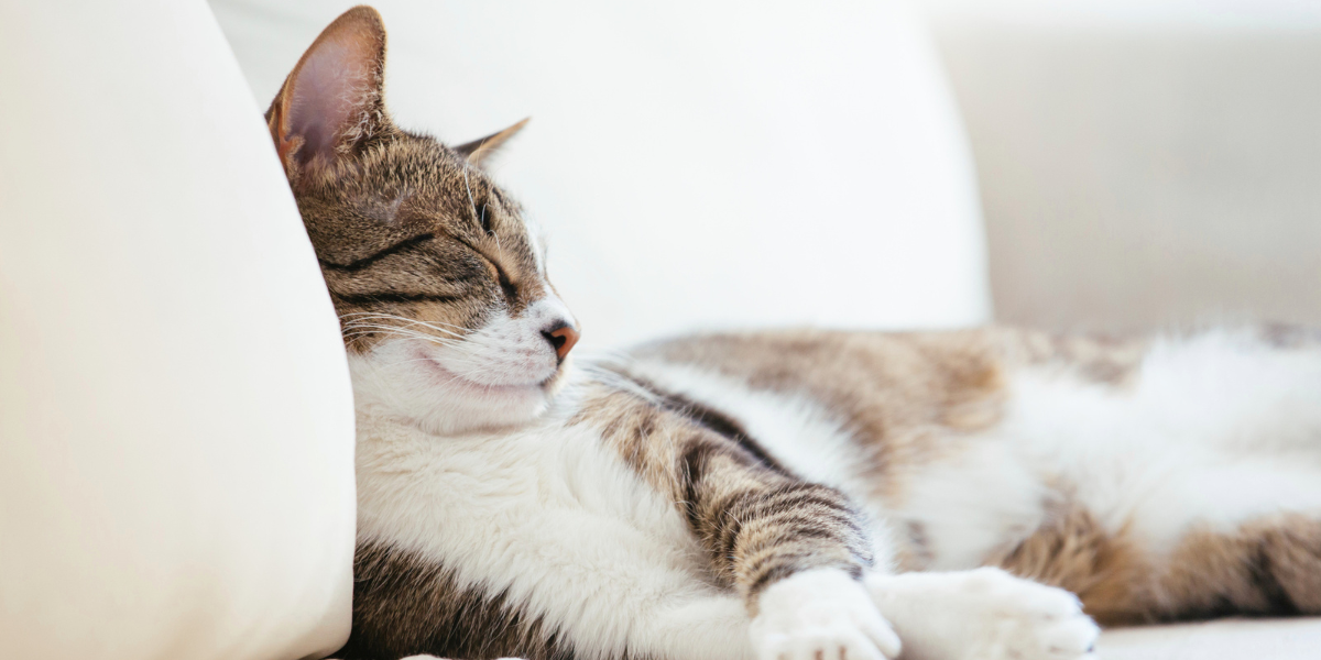 Cat on Couch
