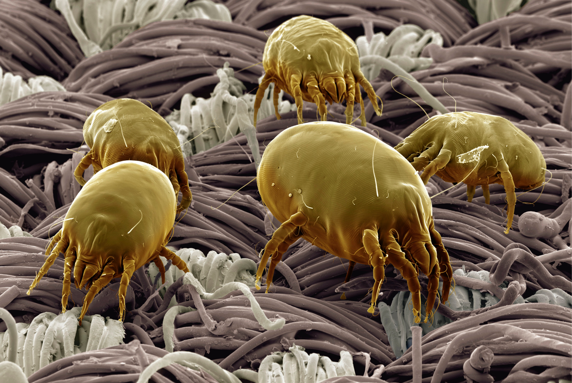 Highly magnified view of several dust mites resting among the woven fibers of a fabric surface