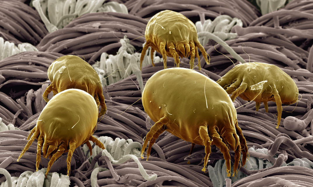 Microscopic dust mite allergen illustration