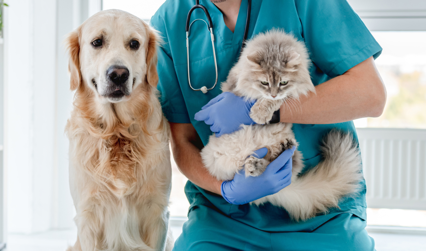 Dog and Cat