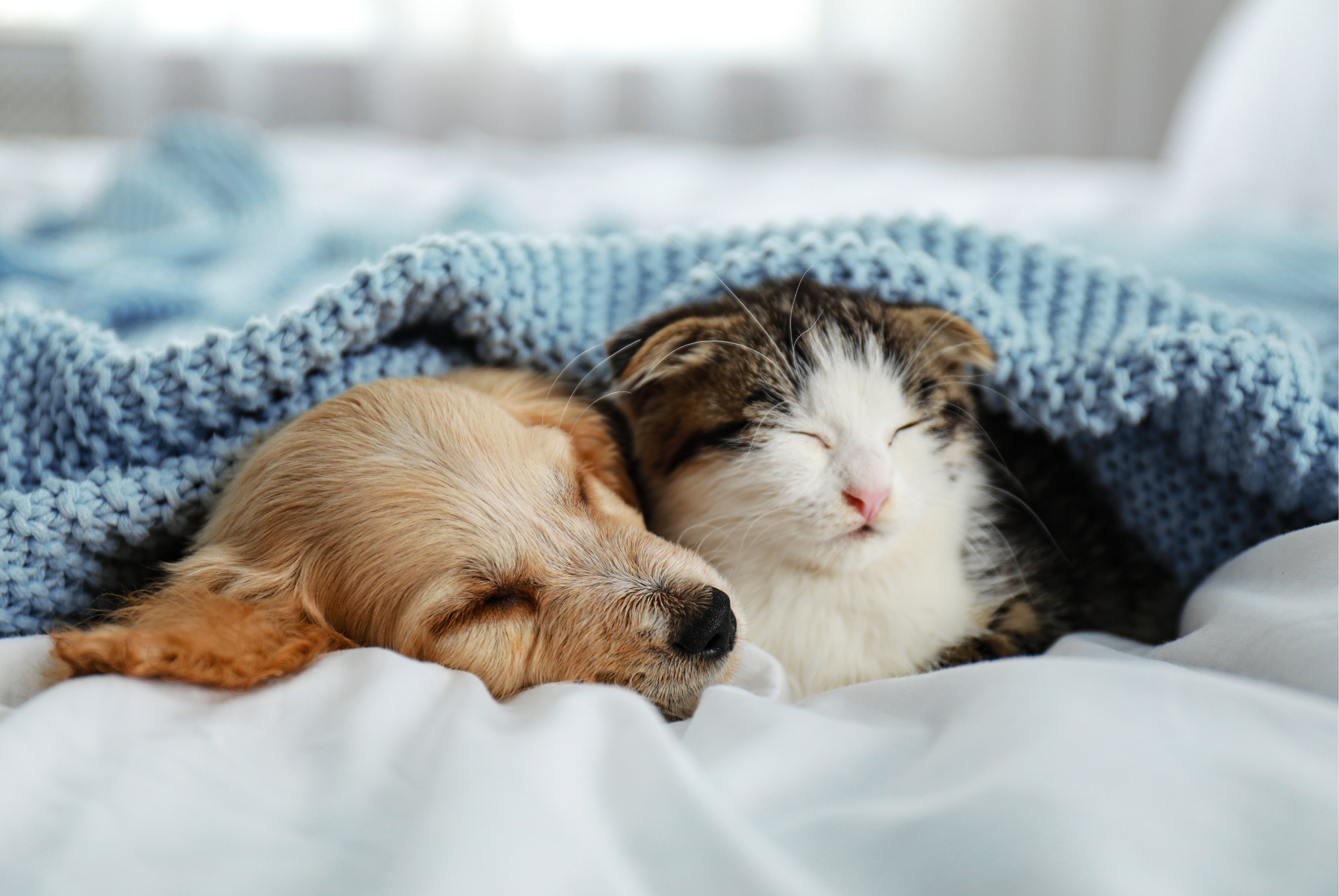 Puppy and kitten sleeping side by side on a bed under a blue knitted blanket