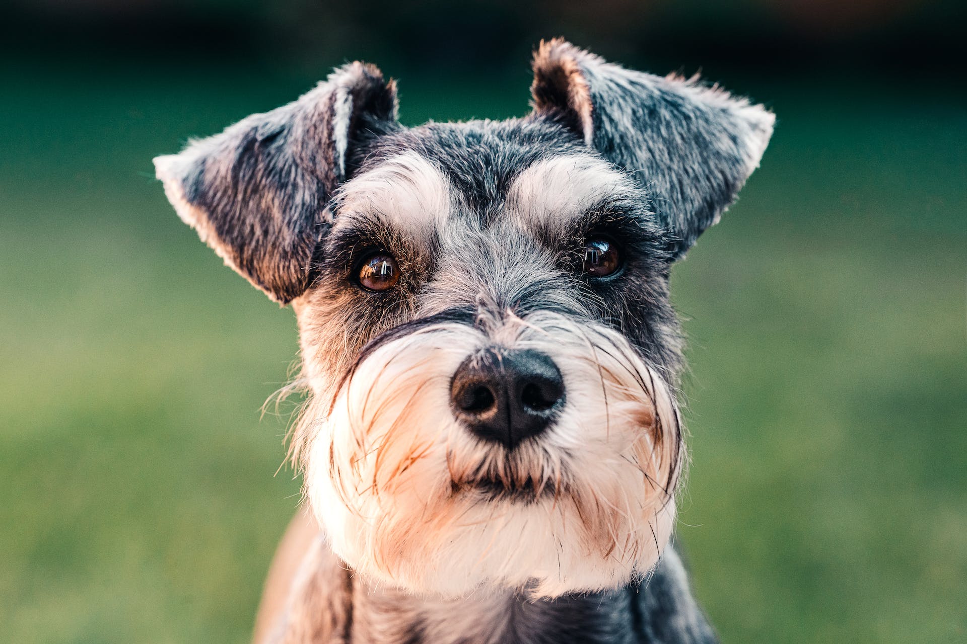 closeup of schnauzer