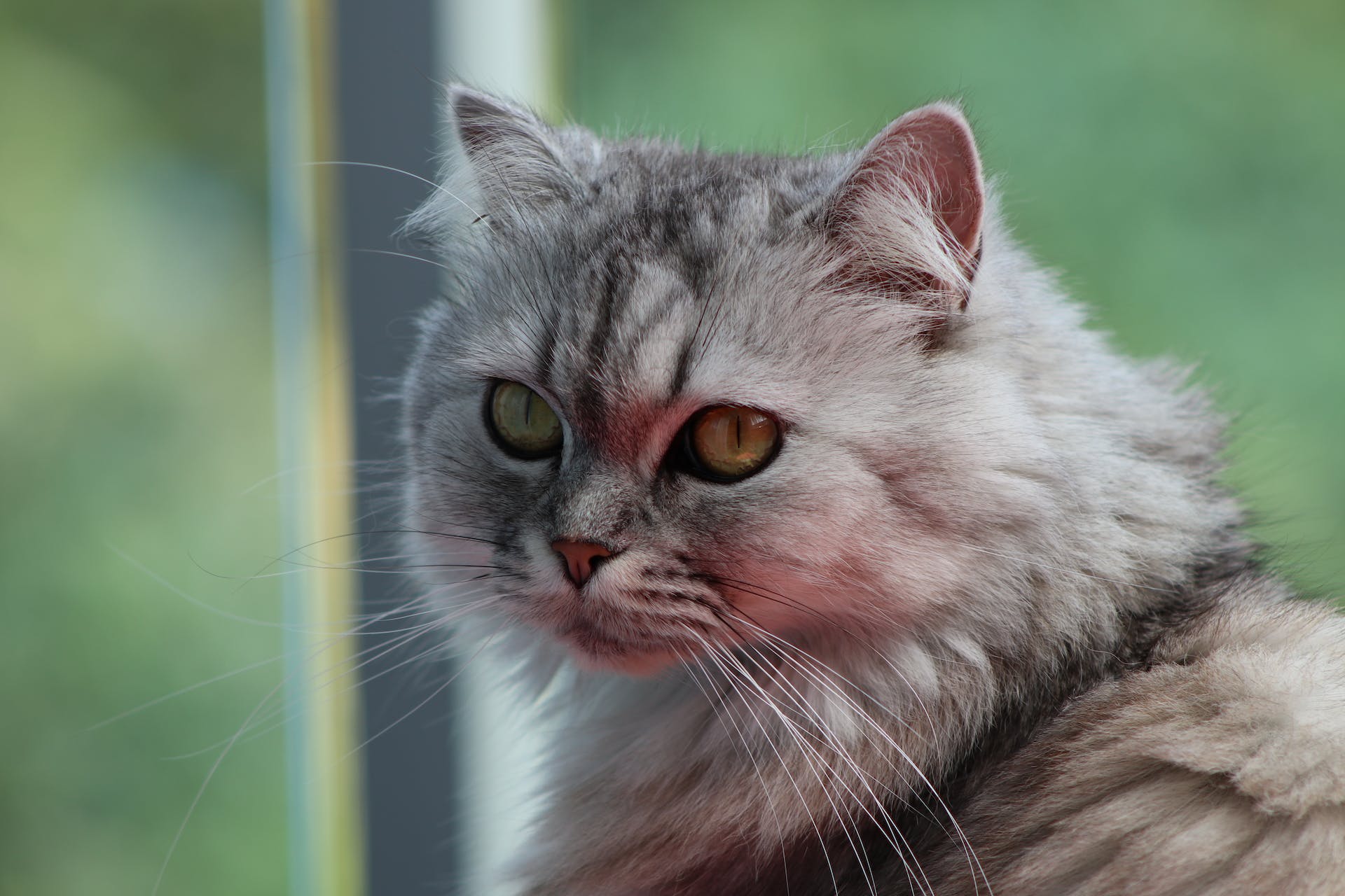 close up of Persian Cat