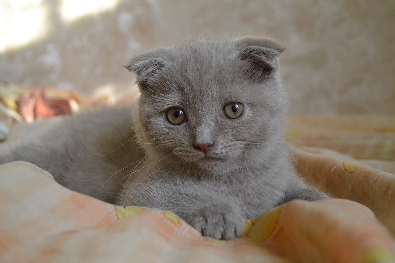 Scottish fold