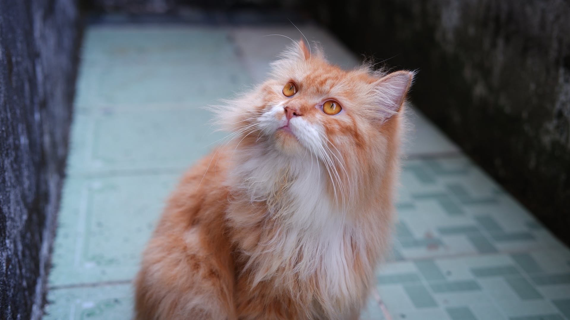 Siberian Cat looking upwards