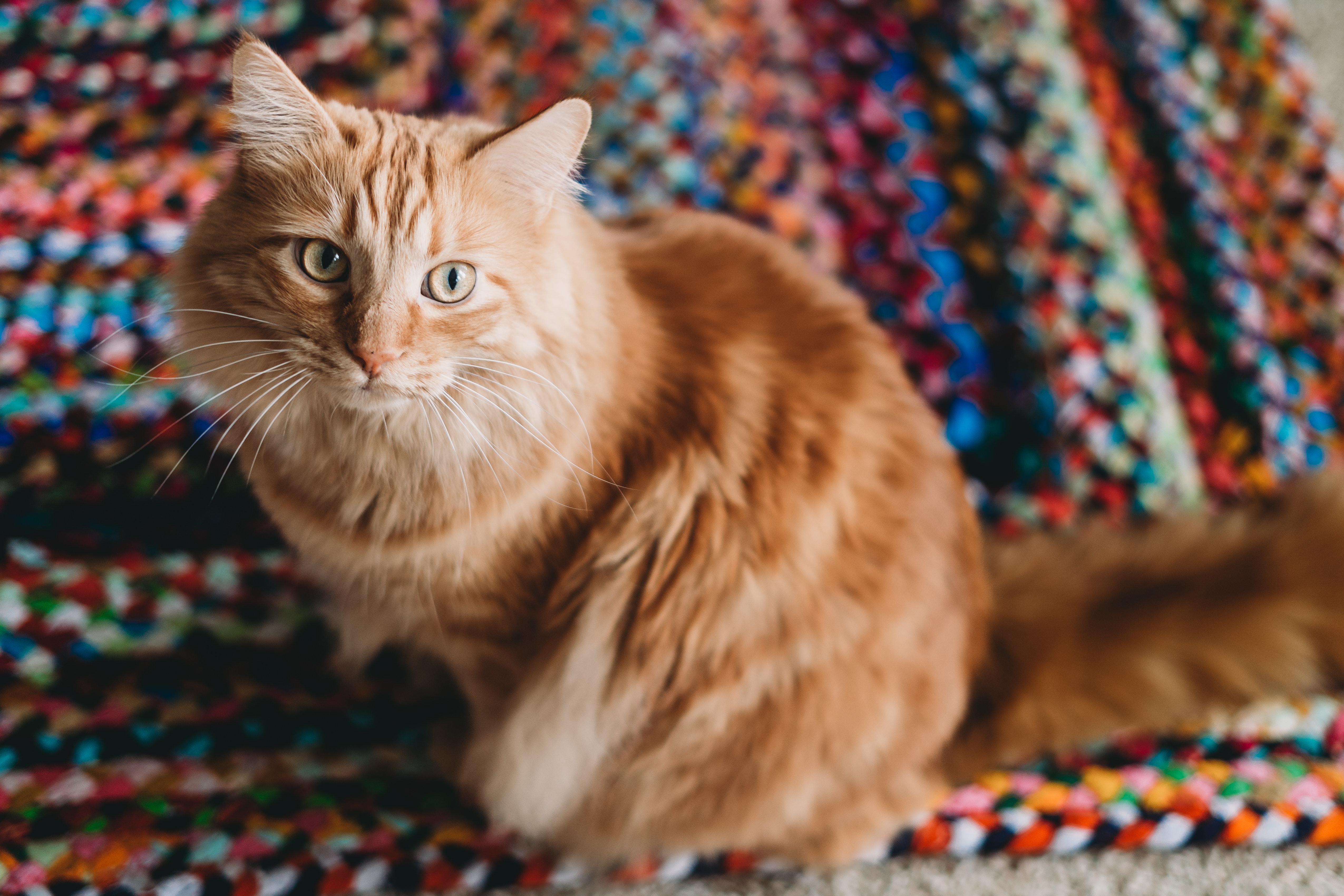 Siberian cat on rug