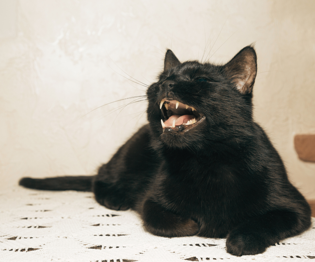 Understanding Fel d 1 Understanding Fel d 1